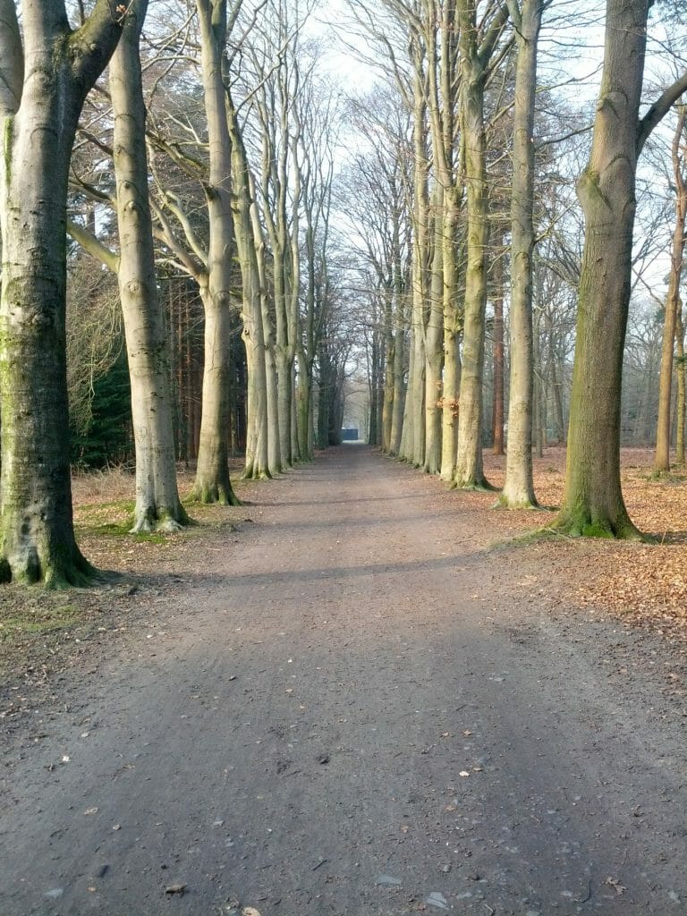 Oude Warande - Beukenlaan naar Grotto