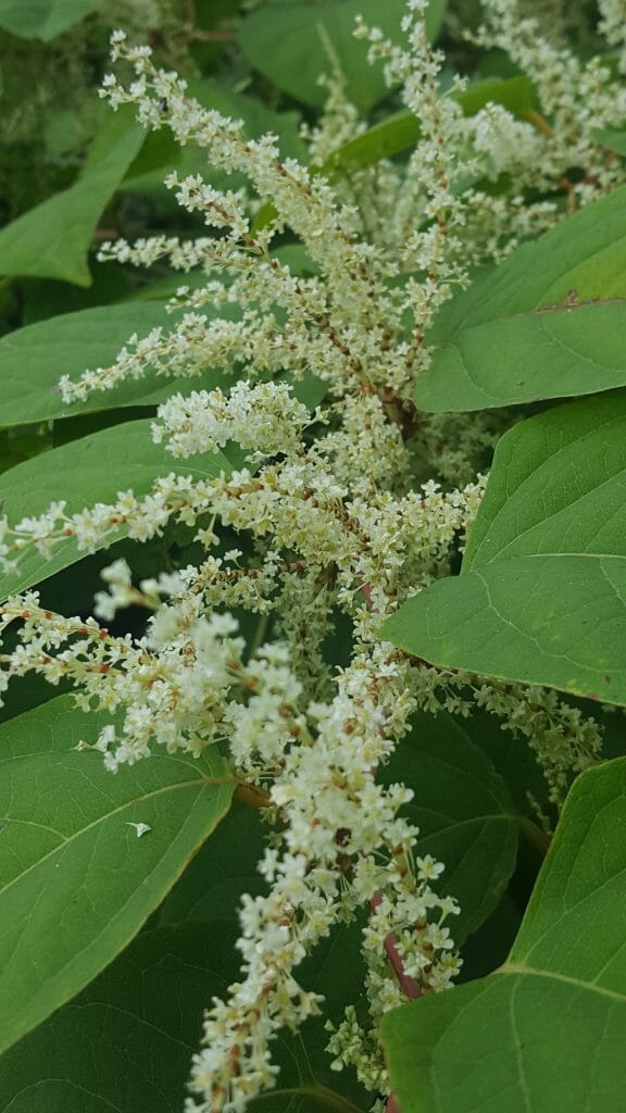 Japanse duizendknoop, Fallopia japonica, bloemen, Tilburg, Zwartvenseweg, 2019-08-31