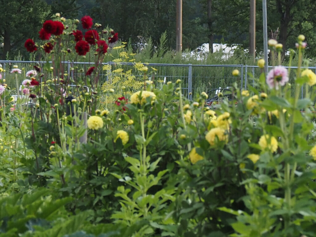 Voor Maria: bloemen uit GroeiTuin013, Tilburg, 2021-09-27