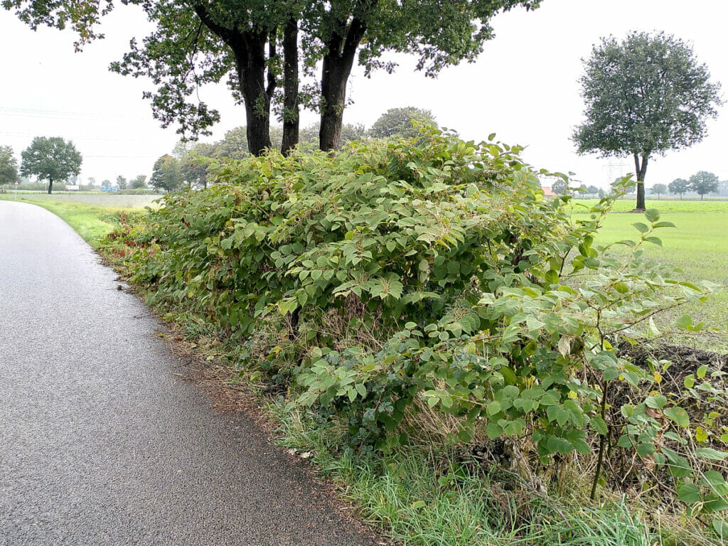 Kalverstraat, Tilburg, Japanse duizendknoop {Fallopia japonica) Asian knotweed, 2021-10-07, week 40-2021