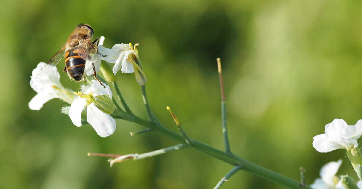 Blinde bij, 2021, Eristalis tenax, Tilburg, Stadsakker, op bloemen van koolplant