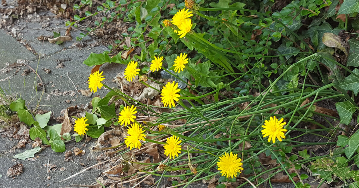 Gewoon biggenkruid (Hypochaeris radicata) Academielaan, Tilburg, 2016-07-06