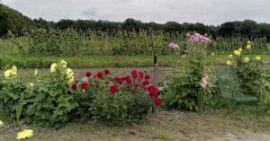 GroeiTuin013, bloemen langs de moestuin, 2021-09-01