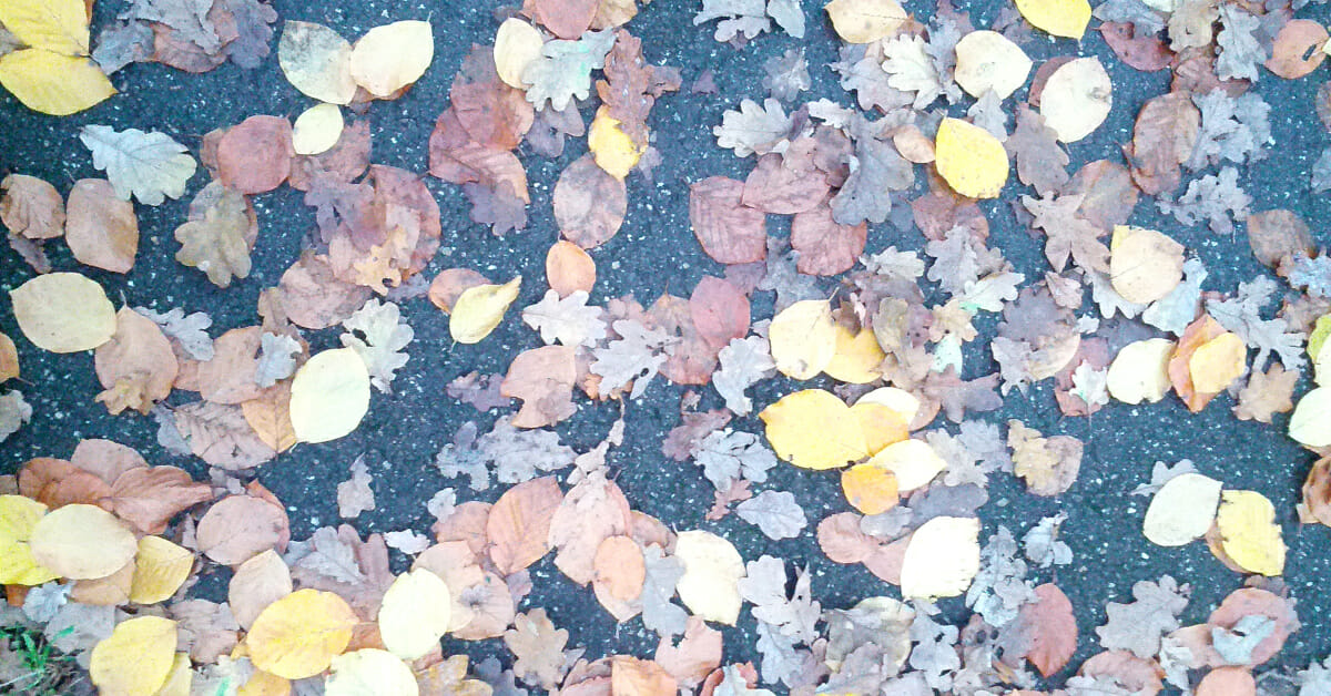 Herfstbladeren, Cobbenhagenpark, Tilburg, 2014-11-18