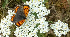 Kleine vuurvlinder (Lycaena phlaeas) Bredaseweg, Tilburg, 24 juni 2018