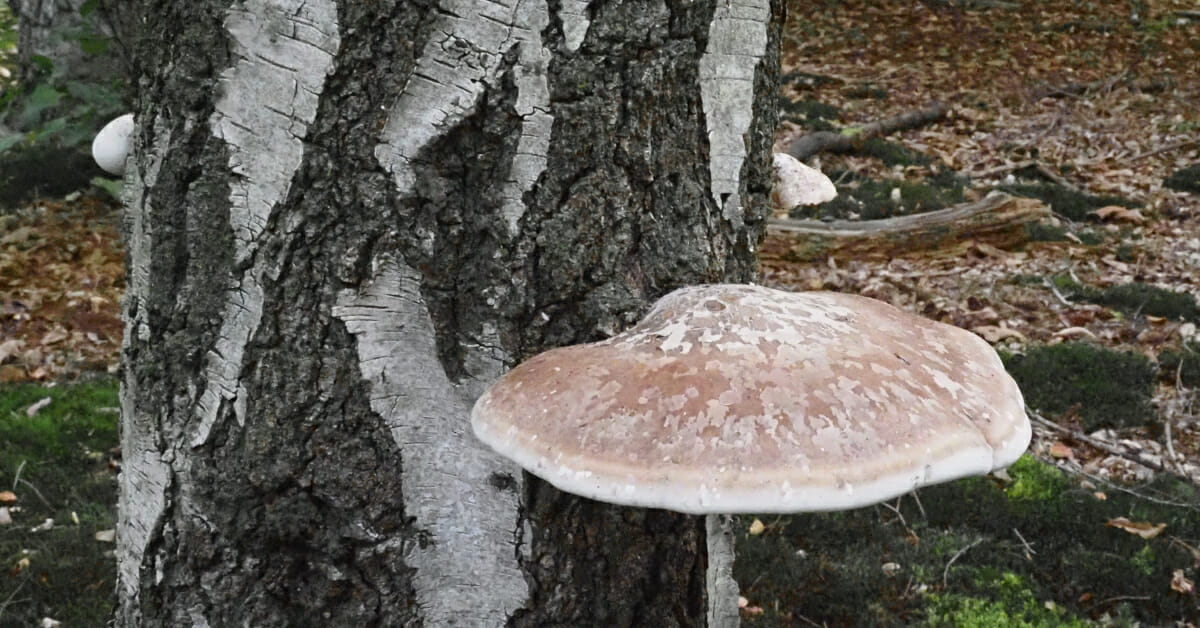 Berkezwam, Berkedoder (Fomitopsis betulina) Oude Warande, Tilburg, 2021-09-20 HB