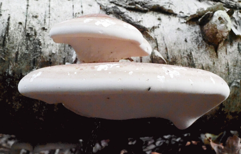 Berkezwam, Berkedoder (Fomitopsis betulina) Tilburg, Oude Warande, 2021-09-17 HB