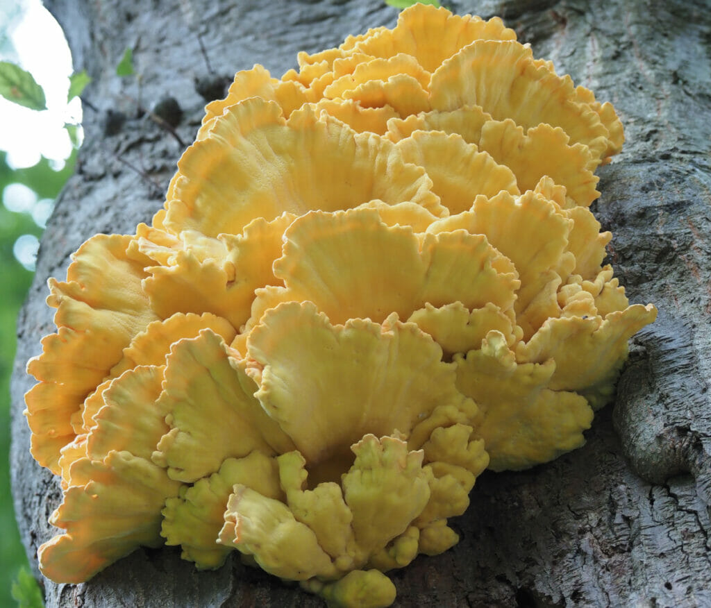 Berichten uit het bos - Zwavelzwam (Laetiporus sulphureus) op Amerikaanse eik, Oude Warande, Tilburg (close-up) 2021-08-21 (HB)