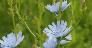 Cichorei, Wegenwachter (Cichorium intybus) Stadsakker, Tilburg, 2021-06-25, HB