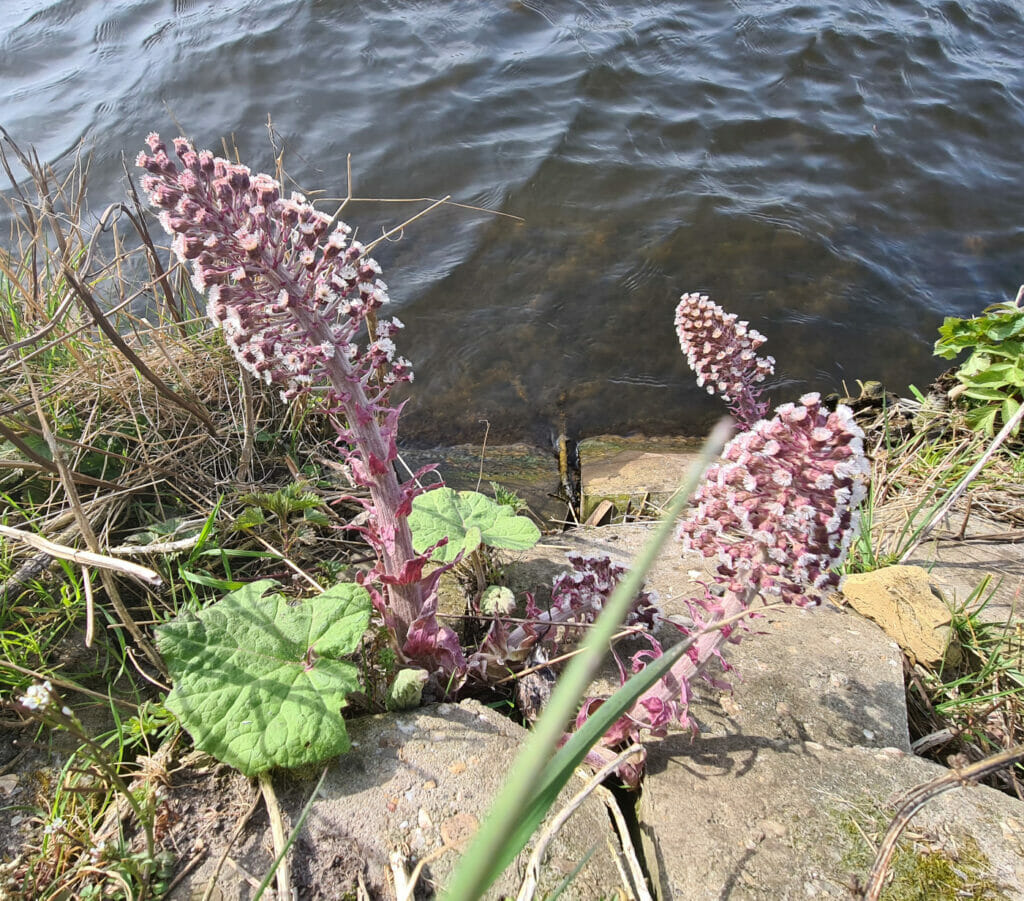 Groot hoefblad, Delftse Schie, Rotterdam-Overschie 2022-03-13 JB, week 7-2022