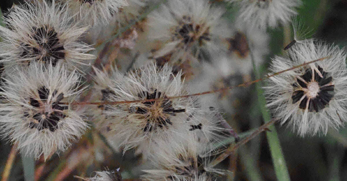 Jakobskruiskruid (Jacobaea vulgaris) uitgebloeid, Stadsakker, Tilburg (2021-09-26, HB)