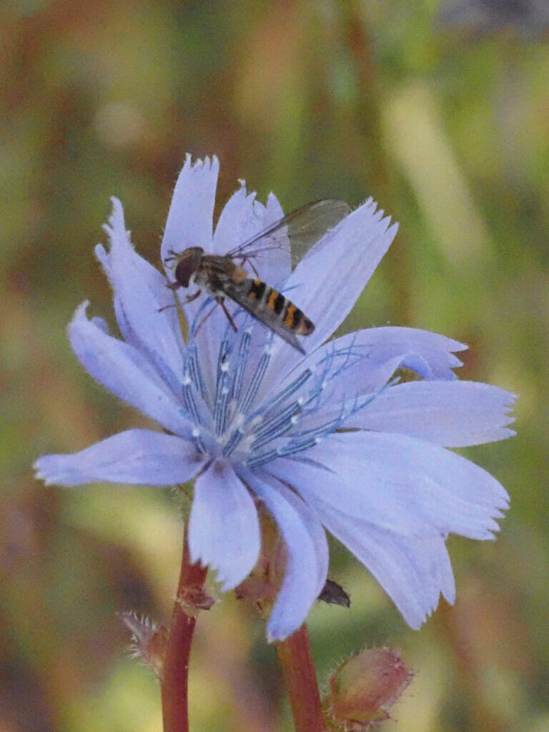 Snorzweefvlieg (Episyrphus balteatus) op Wilde cichorei, Stadsakker, Tilburg, 2021-10-10 (HB)