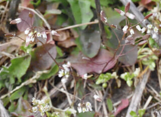 Vroegeling (Erophila verna) Stadsakker, Tilburg-West, 2022-03-12 (HB) week 6-2022