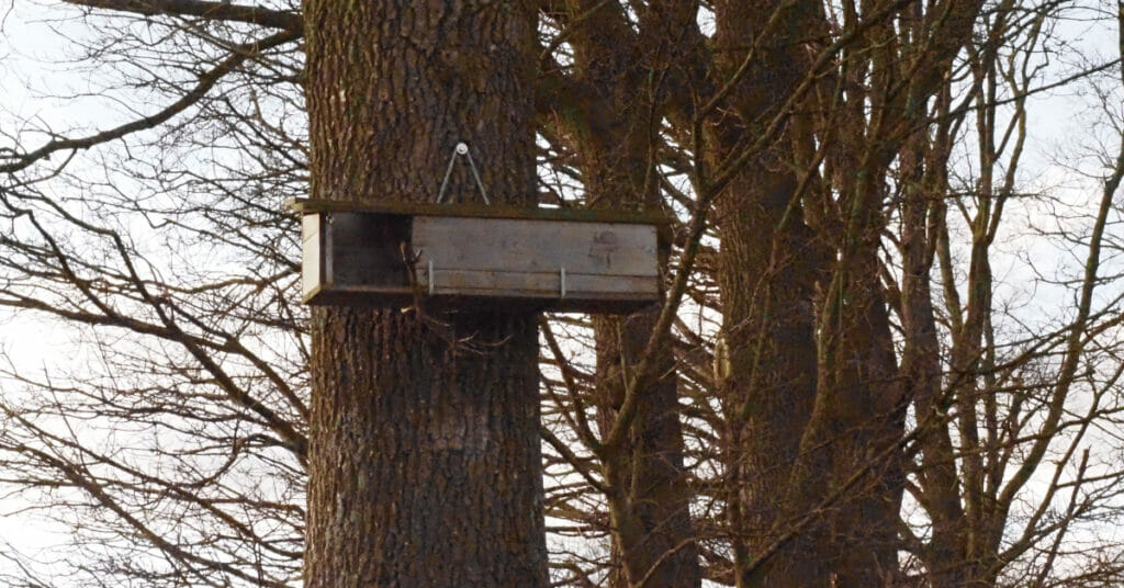 Wijkevoort, uilenkast in boom, uilen, 2022-02-23 (HB)
