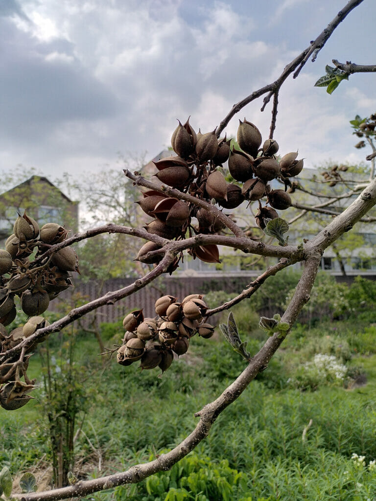 Anna Paulownaboom (Paulownia tomentosa), museumtuin De Pont, Tilburg, 2022-05-05 (HB)
Week 18-2022