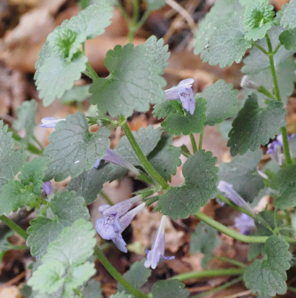 Hondsdraf (Glechoma hederacea), Oude Warande, Tilburg, 2022-05-15 (HB)