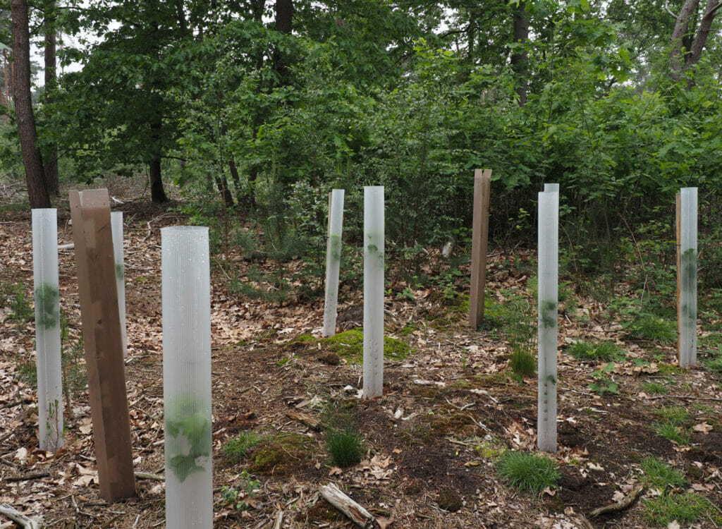 Kaaistoep, Tilburg, bosaanplant, rijkstrooiselsoorten, bomen, 2021-07-05 (HB) week 13-2022