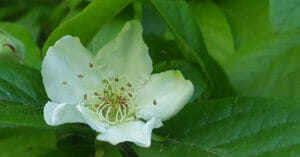 Mispel, witte bloem, (Mespilus germanica) Cobbenhagenpark, Tilburg, 2017-05-08 (HB)