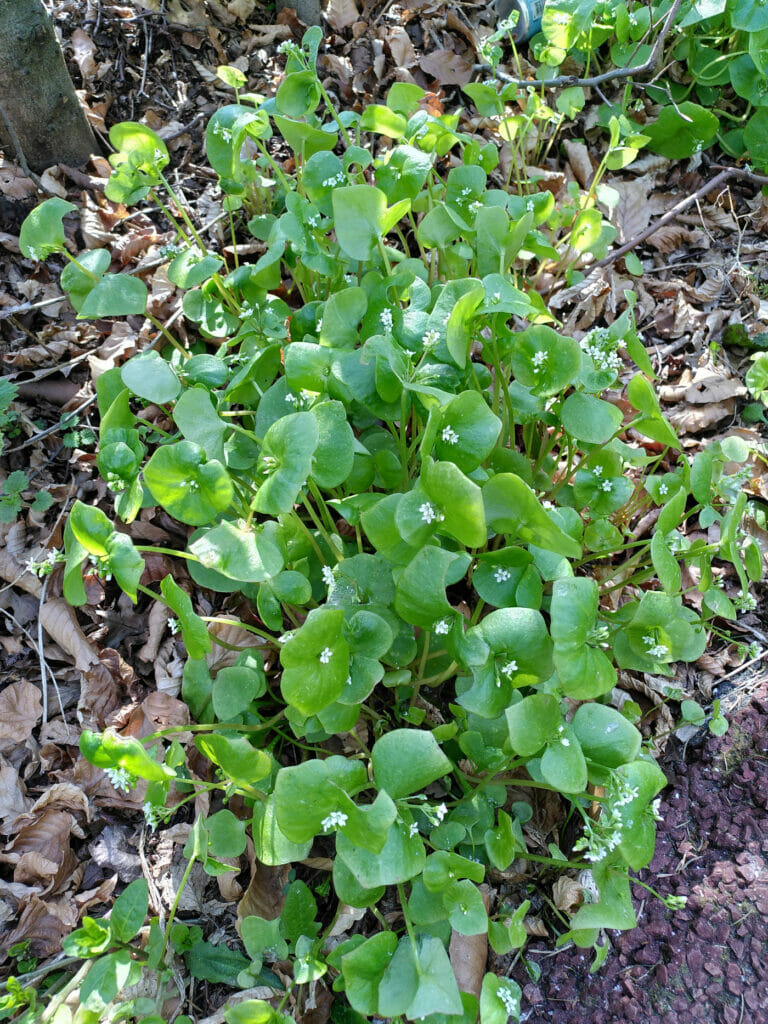 Winterpostelein (Claytonia perfoliata) Vijverpad, Tilburg-West, 2021-04-16 (HB)