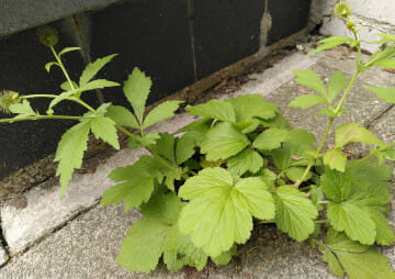 Groot nagelkruid (Geum macrophyllum), Marie Koenenlaan, Tilburg, 2022-06-11 (HB) week 23-2022