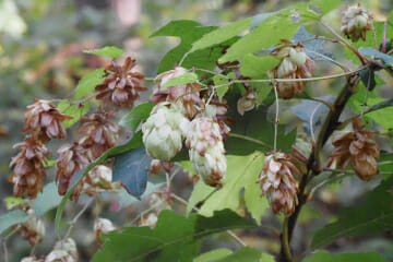 Hop (Humulus lupulus), hopbel, hopbol, vrouwelijk, Oude Warande, Tilburg, 2021-10-16 (HB)