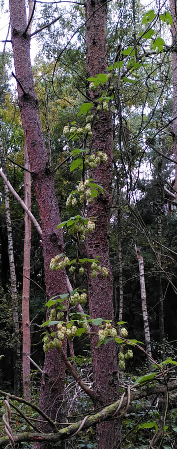 Hop (Humulus lupulus), lianen, hoprank, Oude Warande, Tilburg, 2020-10-17 (HB) weel 23-2022