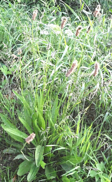 Smalle weegbree (Plantago lanceolata), Stadsakker, Tilburg-West, 2022-06-12, HB, week 23-2022