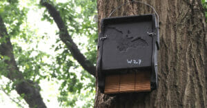 Vleermuizenkast W-27, Oude Warande, Tilburg, bat box, week-27, datum 2021-07-13 (HB)