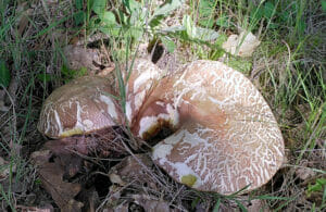 Vroeg eekhoorntjesbrood (Boletus reticulatus), Oude Warande, Tilburg, 2022-06-14 (HB) week 24-2022