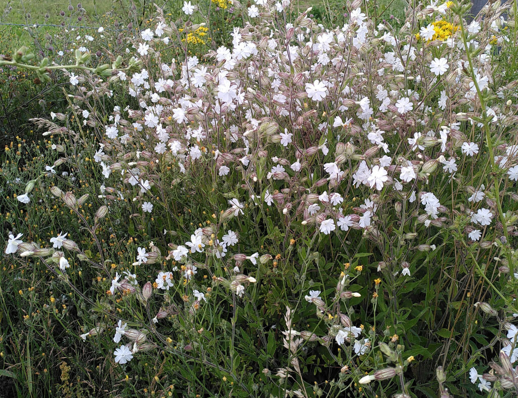 Dagkoekoeksbloem x Avondkoekoeksbloem, Silene x hampeana (S. dioica x latifolia), Stadsakker, Tilburg, 2022-07-11 (HB)
Week 28-2022