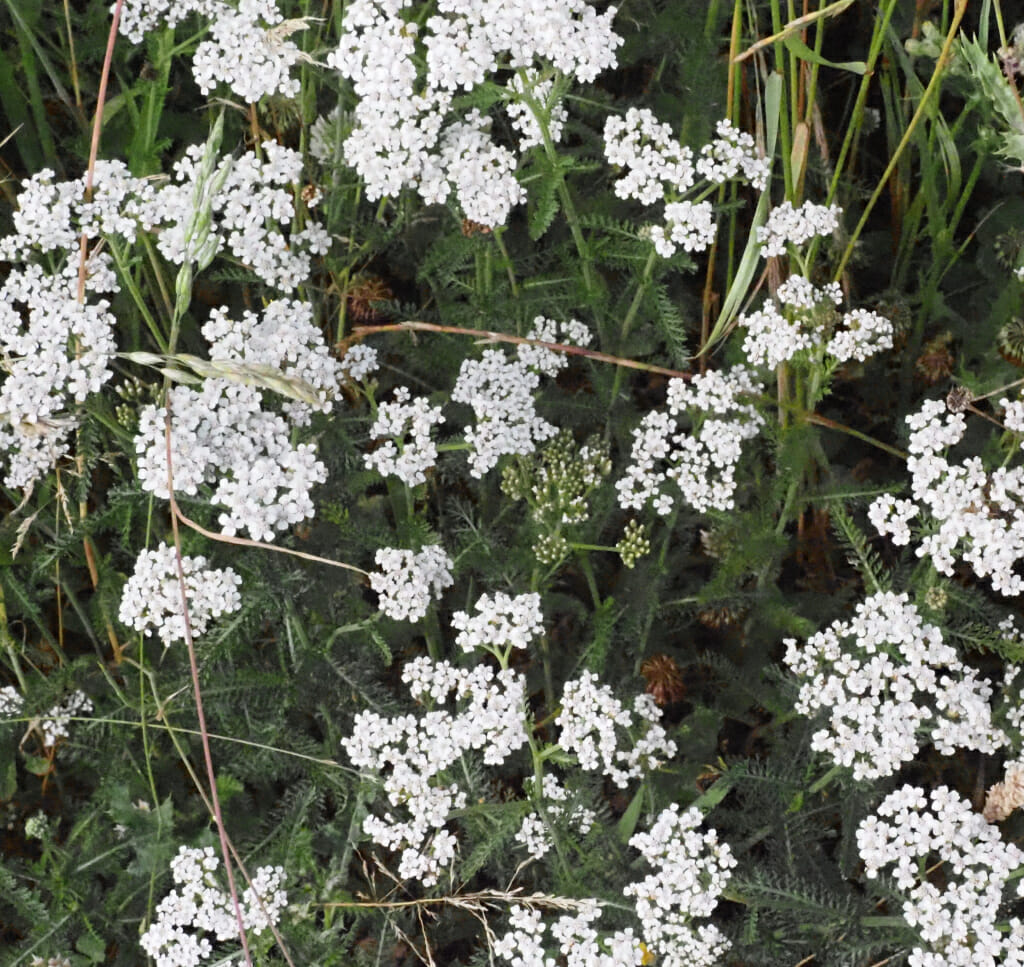 Duizendblad (Achillea millefolium) (wit), Stadsakker, Tilburg, 2022-07-03 (HB)