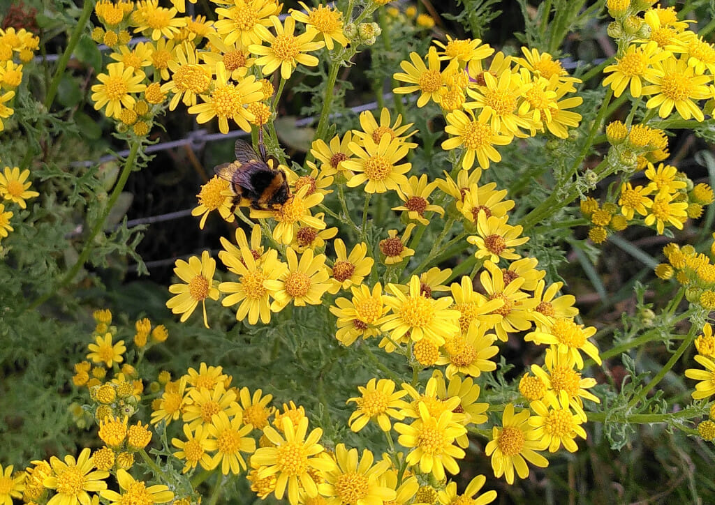 Hommel op Jakobskruiskruid (Jacobaea vulgaris), Stadsakker, Tilburg, 2022-07-11 (HB)