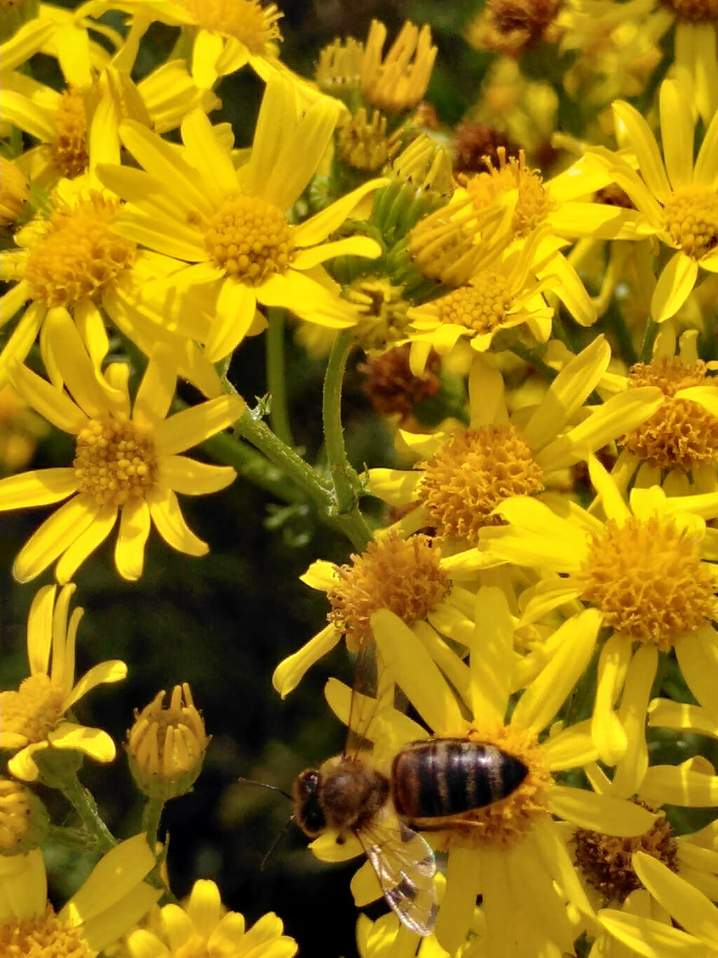 Honingbij (Apis mellifera) op Jakobskruiskruid (Jacobaea vulgaris), Stadsakker, Tilburg, 2020-07-11(HB), week 30-2022