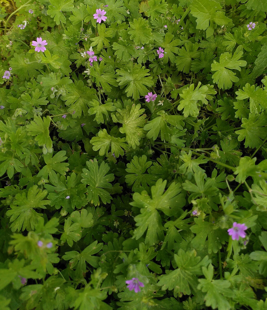 Kleine ooievaarsbek (Geranium pusillum), Tilburg-West, 2022-06-14 (HB) week 29-2022