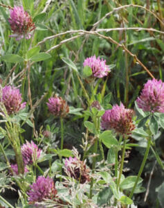 Rode klaver (Trifolium pratense), Stadsakker, Tilburg, 2022-07-03 (HB), week 26-2022