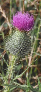 Speerdistel (Cirsium vulgare), Stadsakker, Tilburg, 2022-07-03 (HB), week 26-2022