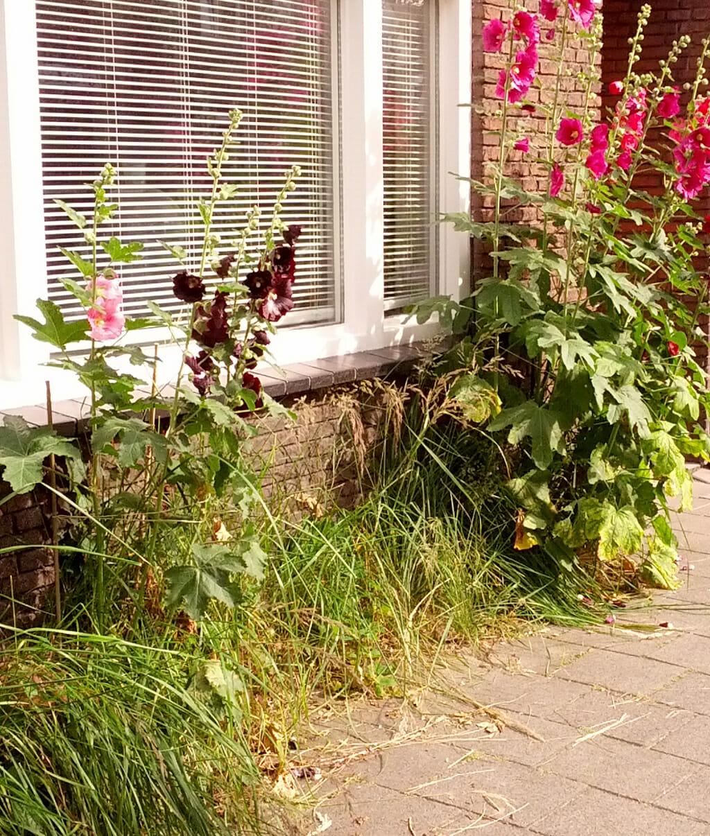 Stokrozen, stoeptegelspleetplant, voortuin Tekstbureau TekstBaken, Tilburg, 2013, (HB 20130716)