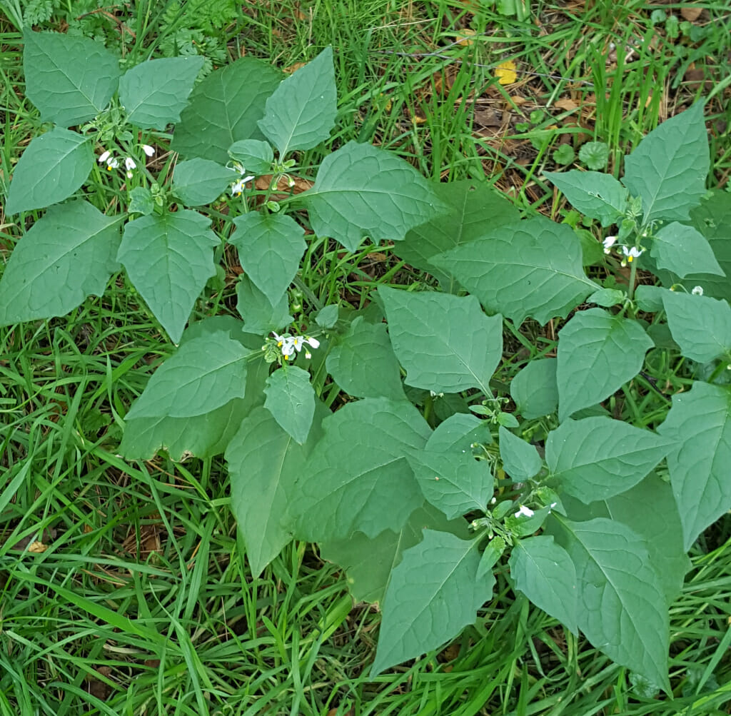 Zwarte nachtschade (Solanum nigrum), 2017-10-18, Cobbenhagenpark, Tilburg-West (HB) Week 43-2021