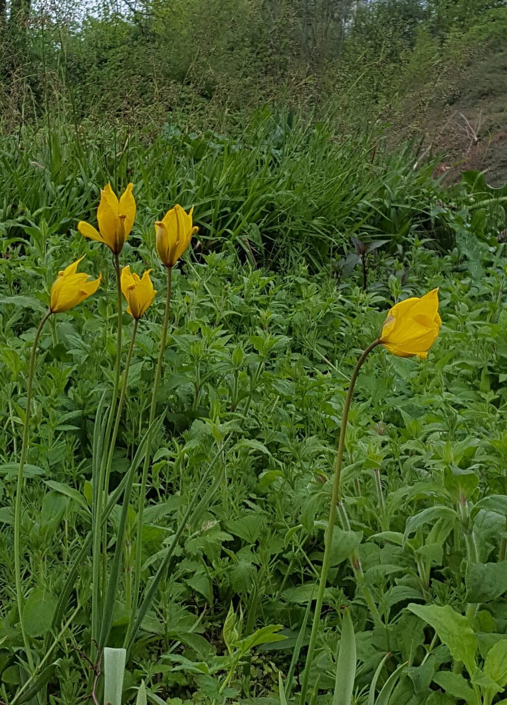 Bostulp, Wilde tulp (Tulipa sylvestris), Reitsetuin, stinzentuin, Tilburg, 2017-04-16 (HB)