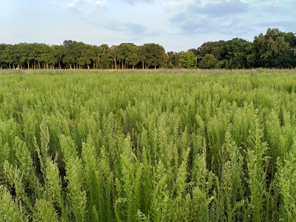 Canadese fijnstraal (Erigeron canadensis), Stadsakker, Tilburg-West, 2020-07-17 (HB)