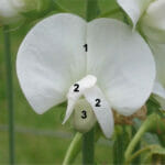 Lathyrus, flower, w/ numbers, Erwt, bloem, Vlinderbloemenfamilie, by Wikimedia user Rasbak