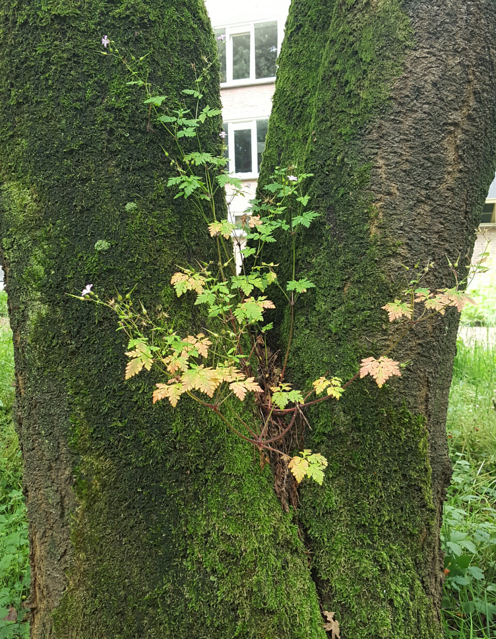 Robertskruid (Geranium robertianum), Cobbenhagenpark, Tilburg-West, 2016-06-14 (HB) Week 35-2021