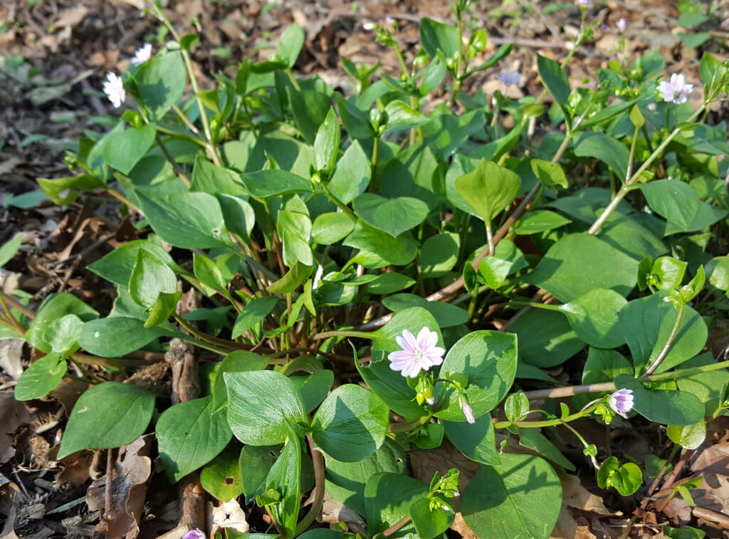 Roze winterpostelein (Claytonia sibirica), Cobbenhagenpark, Tilburg-West, 2017-04-08 (HB) Week 17-2022