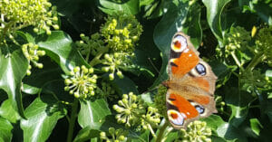 Dagpauwoog (Aglais io) op Klimop (Hedera helix), Academielaan, Tilburg, 2016-09-20 (HB) w1200