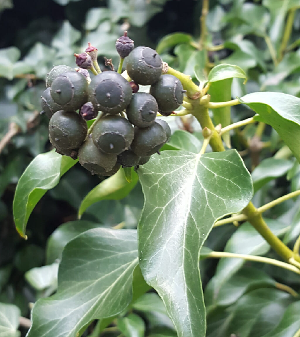 Klimop (Hedera helix), rijpe bessen, Academielaan, Tilburg, 2017-03-28 (HB), week 36-2022