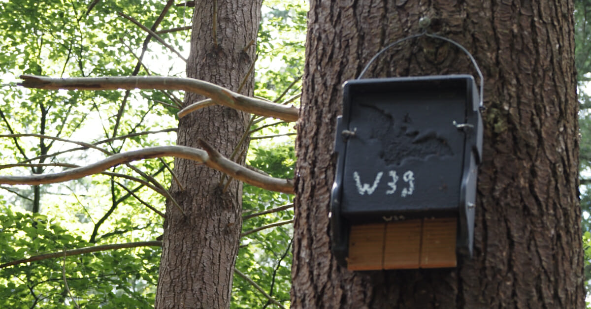 Vleermuiskast, Bat Box, W-39, W39, Oude Warande, Tilburg, 2021-07-09