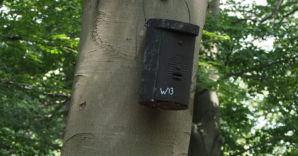 Vleermuiskast, Bat Box, huisnummer W-13, W13, Oude Warande, Tilburg, 2021-06-27 (exif eruit)