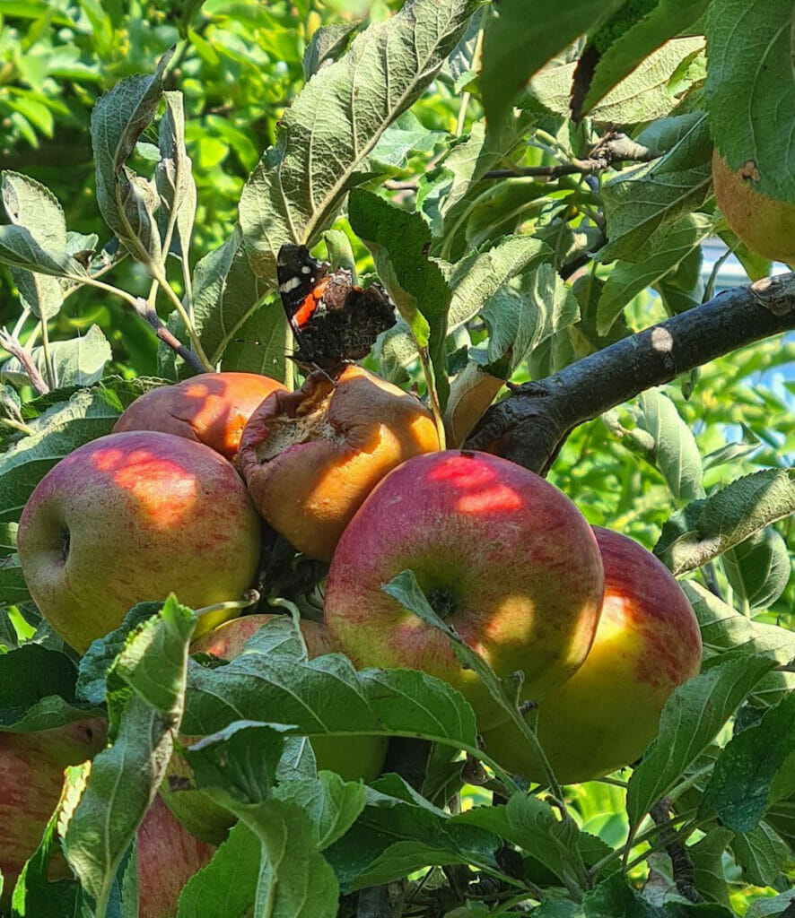 Vlinders, Atalanta op rottende appels, Overschie, Signal, foto Janneke Baken, 2022-09-03, week 35-2022