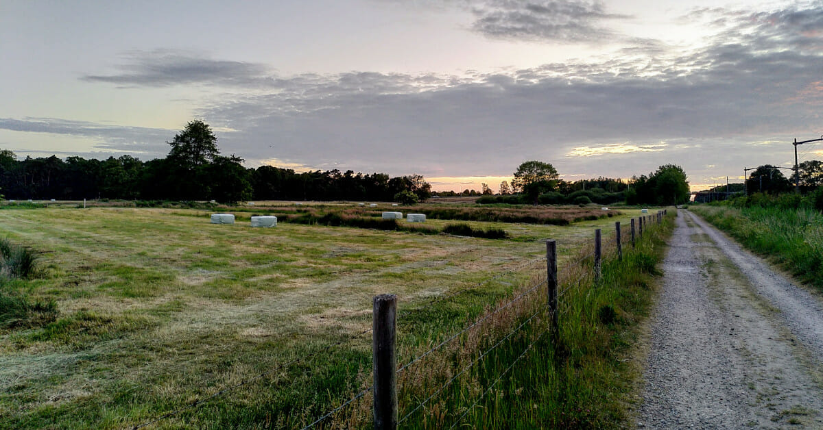 Zandweg Zonder Naam, Tilburg, Zwartvenseweg, Drasse Driehoek, 2020-05-28 (HB)