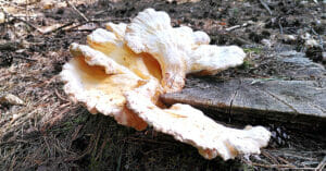 Zwavelzwam (Laetiporus sulphureus), Oude Warande, Tilburg, 2020-09-07 head (HB)